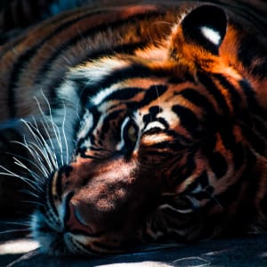 PopulÄ�rÄ�kÄ�s dzÄ«vÄ�s dÄ«leru spÄ“les Dragon Tiger